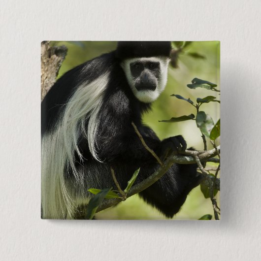 Schwarzer und weißer Colobus-Affe Button (Vorderseite)
