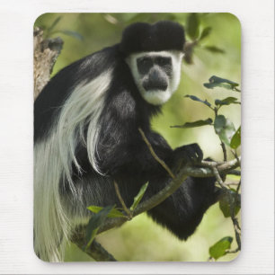 Schwarzer und weißer Colobus-Affe Mousepad