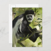 Schwarzer und weißer Colobus-Affe Postkarte (Vorne/Hinten)