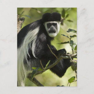 Schwarzer und weißer Colobus-Affe Postkarte