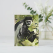 Schwarzer und weißer Colobus-Affe Postkarte (Stehend Vorderseite)