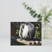 Schwarzer und weißer Colobus-Affe Postkarte (Stehend Vorderseite)