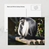 Schwarzer und weißer Colobus-Affe Postkarte (Vorne/Hinten)