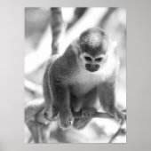 Schwarzer und weißer Eichhörnchen Poster (Vorne)