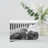 Schwarzer und weißer Hund Lockerer Schokolade Labr Postkarte (Stehend Vorderseite)
