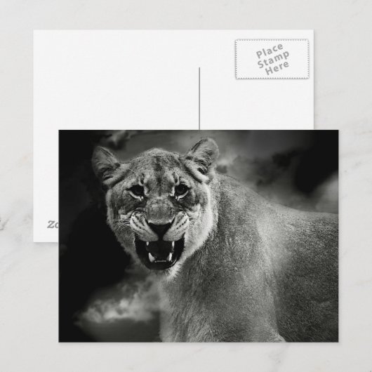 Schwarzer und weißer Löwe Postkarte (Vorne/Hinten)