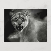 Schwarzer und weißer Löwe Postkarte (Vorderseite)