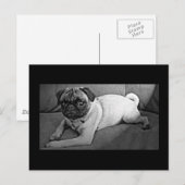Schwarzer und weißer Mops Postkarte (Vorne/Hinten)