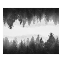 Schwarzer und weißer Nebelwald