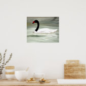 Schwarzer und weißer Schwan, der Liebesvogel Poster (Küche)