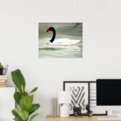 Schwarzer und weißer Schwan, der Liebesvogel Poster (Heimbüro)