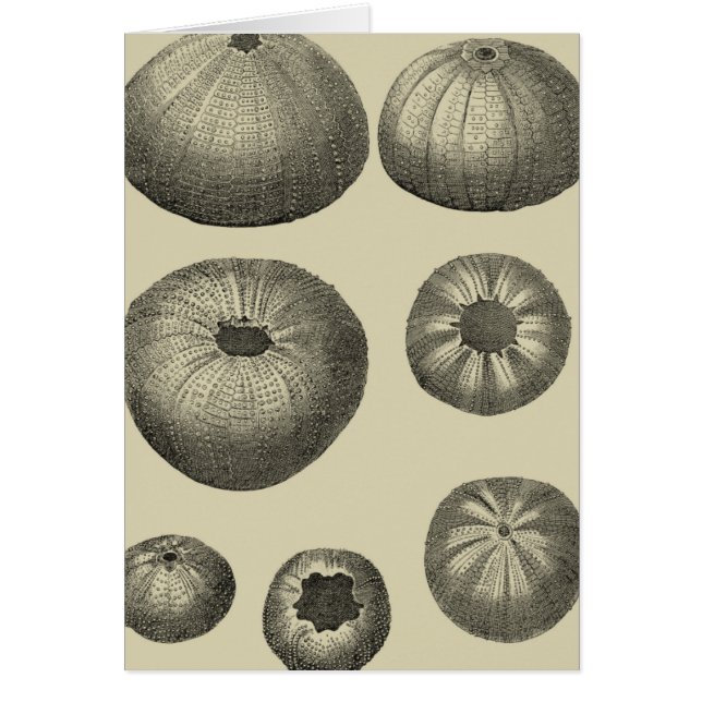 Schwarzer und Weißer Seeteufel (Vorne)