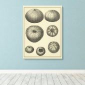 Schwarzer und Weißer Seeteufel Leinwanddruck (Insitu (Holzboden))