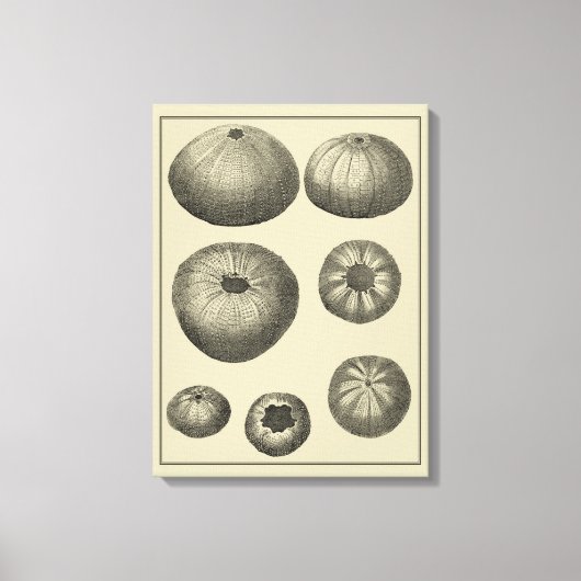 Schwarzer und Weißer Seeteufel Leinwanddruck (Vorderseite)