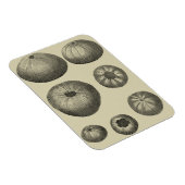 Schwarzer und Weißer Seeteufel Magnet (Rechte Seite)