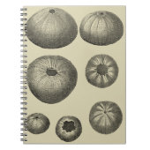 Schwarzer und Weißer Seeteufel Notizblock (Vorderseite)