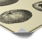 Schwarzer und Weißer Seeteufel Poster (Ecke)