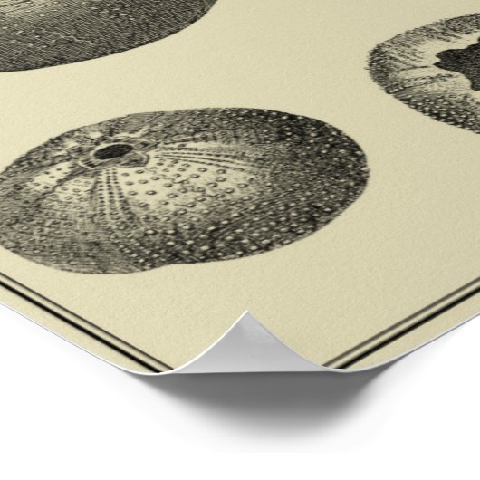 Schwarzer und Weißer Seeteufel Poster (Ecke)