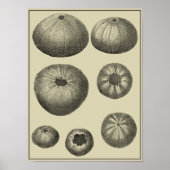 Schwarzer und Weißer Seeteufel Poster (Vorne)