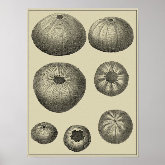 Schwarzer und Weißer Seeteufel Poster (Vorne)