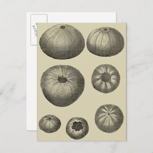 Schwarzer und Weißer Seeteufel Postkarte (Vorne/Hinten)