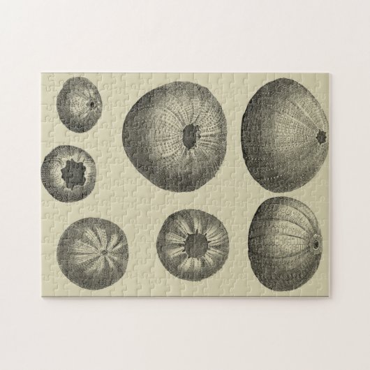 Schwarzer und Weißer Seeteufel Puzzle (Horizontal)