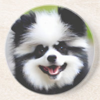 Schwarzer und weißer Spitz