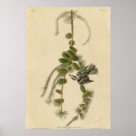 Schwarzer und weißer Strampler Poster (Vorne)