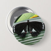 Schwarzer und weißer tropischer Schmetterling Button (Vorne & Hinten)