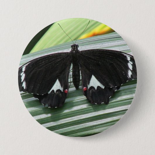Schwarzer und weißer tropischer Schmetterling Button (Vorderseite)