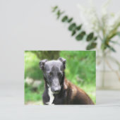 Schwarzer und weißer Windhund Postkarte (Stehend Vorderseite)