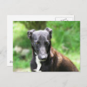 Schwarzer und weißer Windhund Postkarte (Vorne/Hinten)