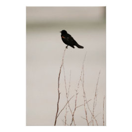 Schwarzer Vogel an der Außenstelle Poster