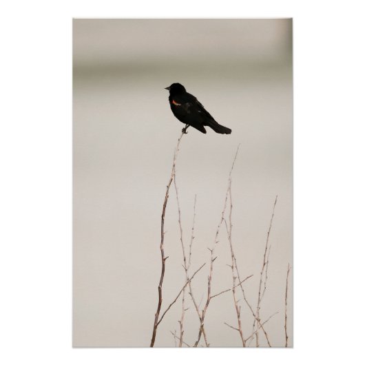 Schwarzer Vogel an der Außenstelle Poster (Vorderseite)