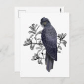 Schwarzer Vogel Australischer Ureinwohner Black Co Postkarte (Vorne/Hinten)