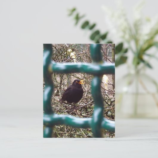 Schwarzer Vogel hinter Gittern, Tier, Vögel, Schwa Postkarte (Stehend Vorderseite)