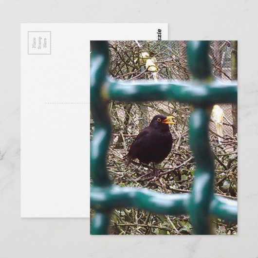 Schwarzer Vogel hinter Gittern, Tier, Vögel, Schwa Postkarte (Vorne/Hinten)