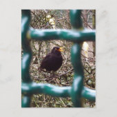 Schwarzer Vogel hinter Gittern, Tier, Vögel, Schwa Postkarte (Vorderseite)