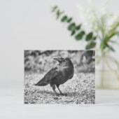 Schwarzer Vogel, Krähe, auf Felsen Postkarte (Stehend Vorderseite)