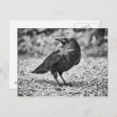 Schwarzer Vogel, Krähe, auf Felsen Postkarte (Vorne/Hinten)