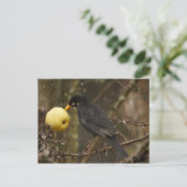 Schwarzer Vogel mit Apfelstrudel Postkarte (Stehend Vorderseite)