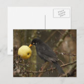 Schwarzer Vogel mit Apfelstrudel Postkarte (Vorne/Hinten)