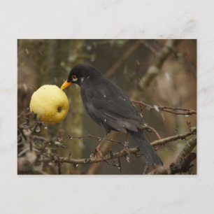 Schwarzer Vogel mit Apfelstrudel Postkarte