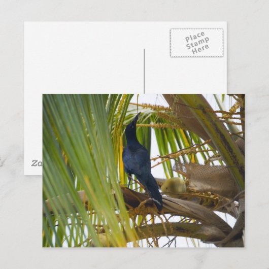 Schwarzer Vogel Postkarte (Vorne/Hinten)