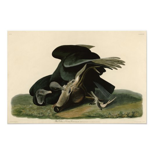 Schwarzer Vulture von Audubons Vögeln in Amerika Fotodruck (Vorne)