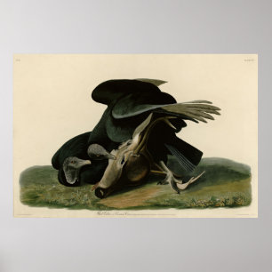 Schwarzer Vulture von Audubons Vögeln in Amerika Poster