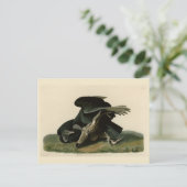 Schwarzer Vulture von Audubons Vögeln in Amerika Postkarte (Stehend Vorderseite)