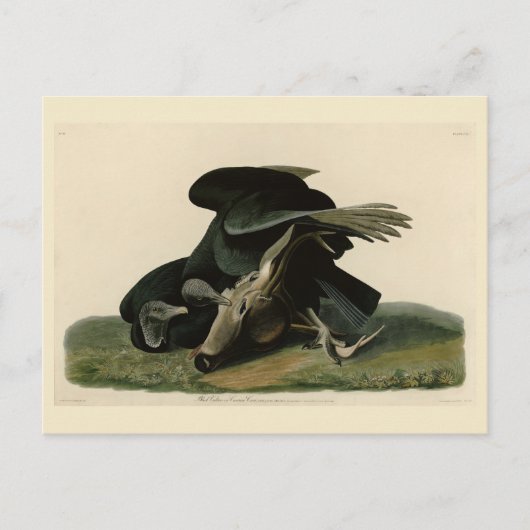 Schwarzer Vulture von Audubons Vögeln in Amerika Postkarte (Vorderseite)