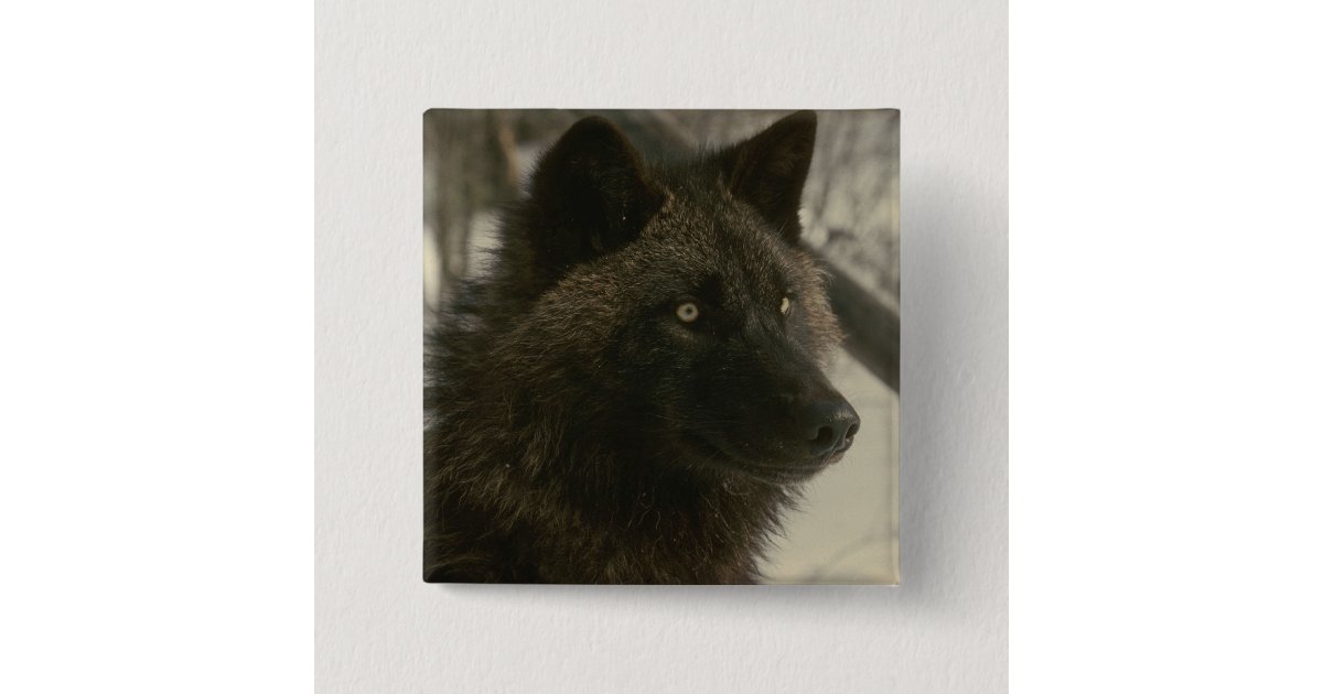 Schwarzer Wolf Button Zazzle De