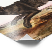 Schwarzer Wolf (Canis lupus) Illustration Fotodruck (Ecke)